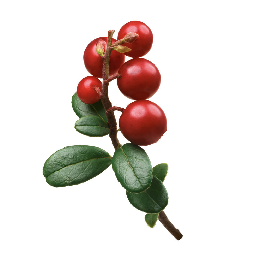 Bearberry Leaf Extract