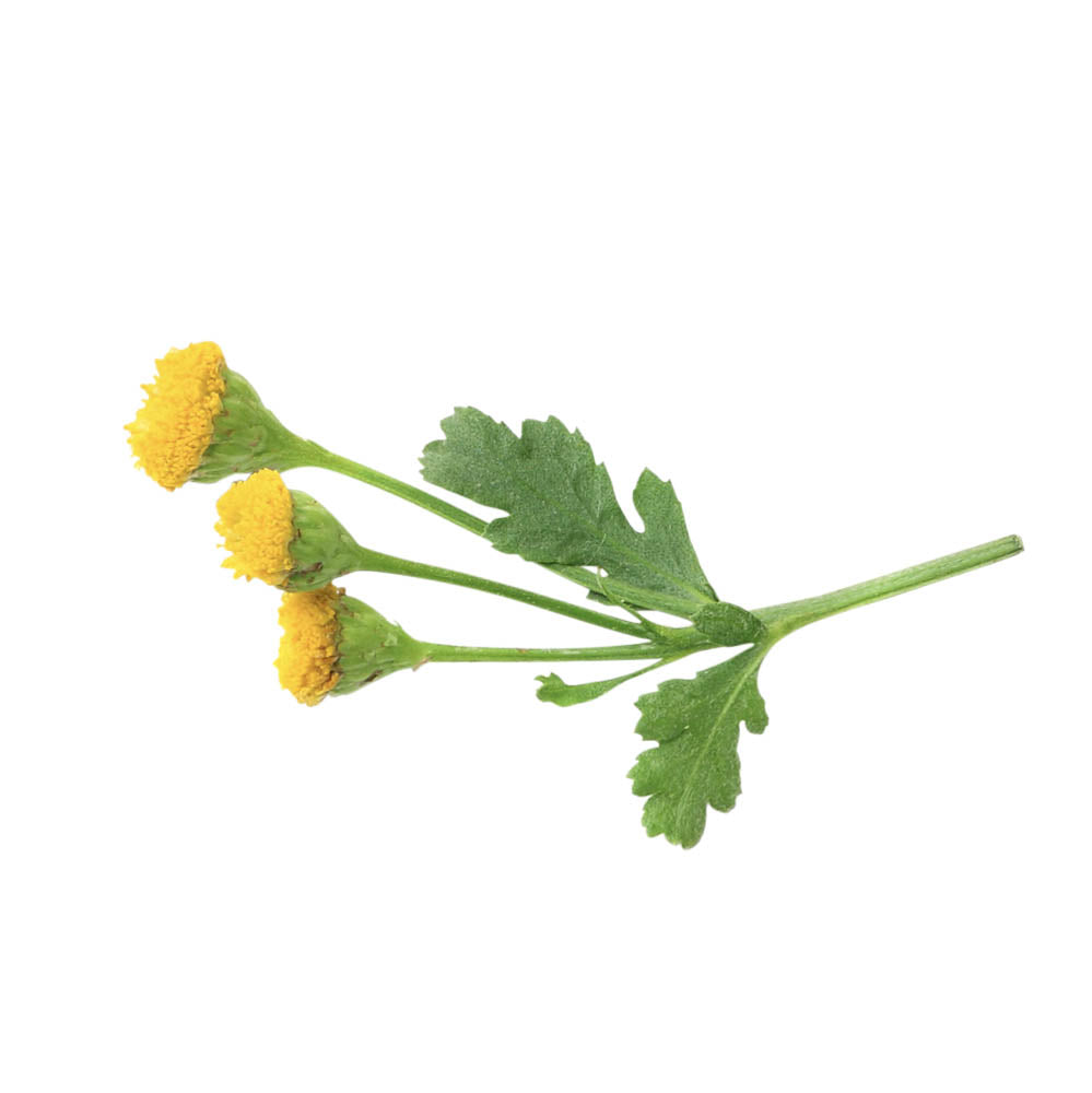 Blue Tansy essential oil