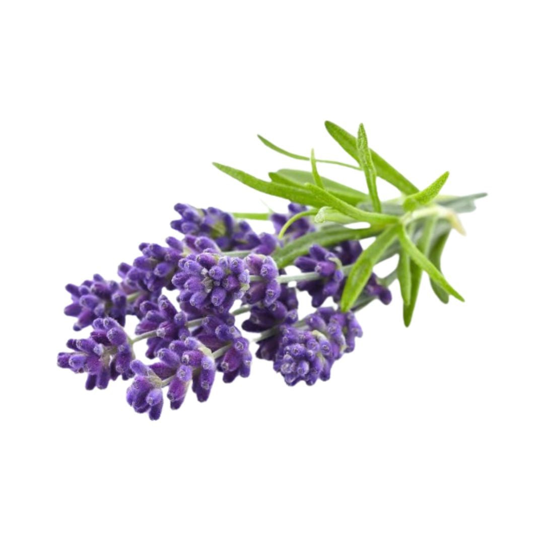 Lavender Essential Oil